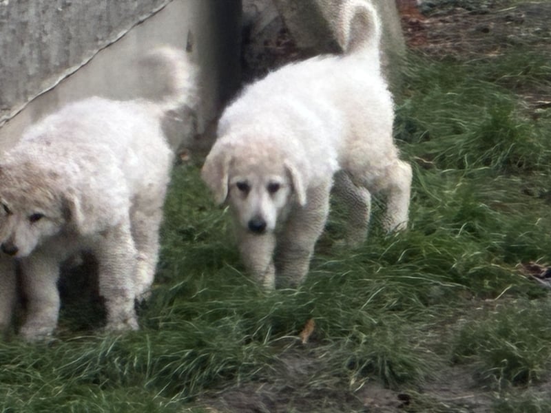 Kuvasz Welpen