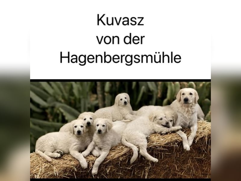 Kuvasz Welpen