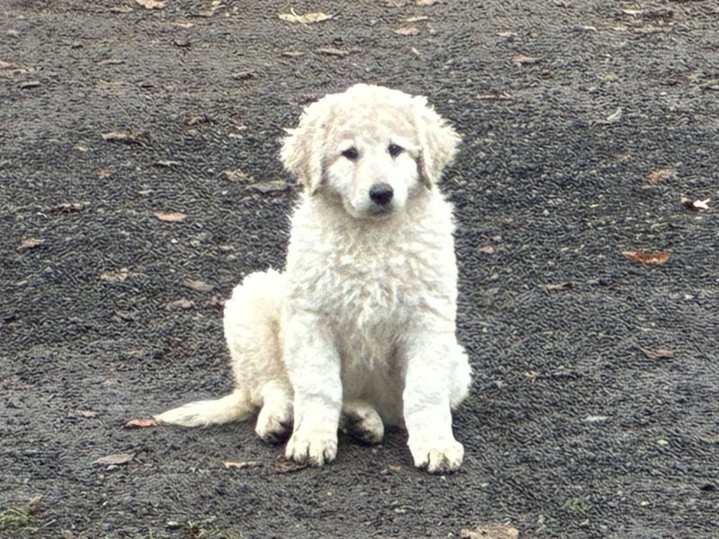 Kuvasz Welpen