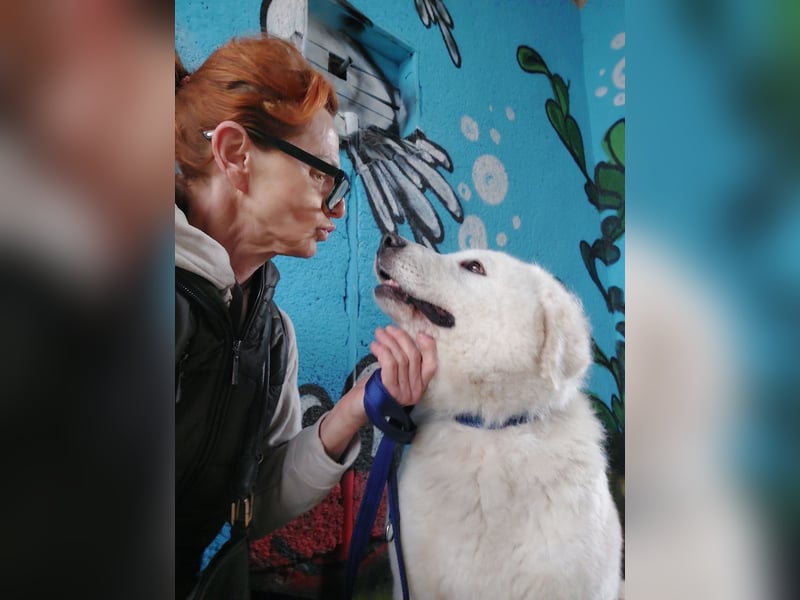 Suzy, menschenbezogener Kuvasz / Golden Retriever MIschling geb. 2022