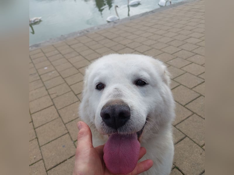 Suzy, menschenbezogener Kuvasz / Golden Retriever MIschling geb. 2022