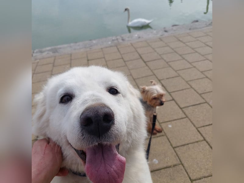 Suzy, menschenbezogener Kuvasz / Golden Retriever MIschling geb. 2022