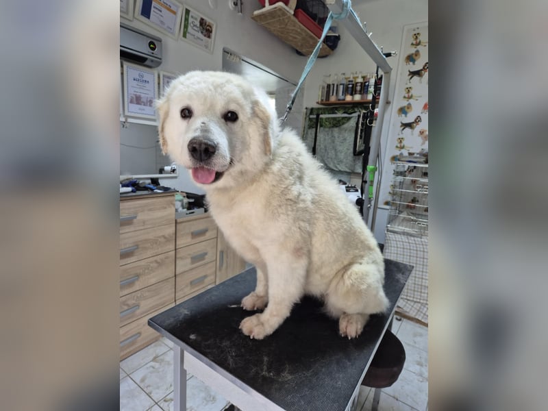 Suzy, menschenbezogener Kuvasz / Golden Retriever MIschling geb. 2022