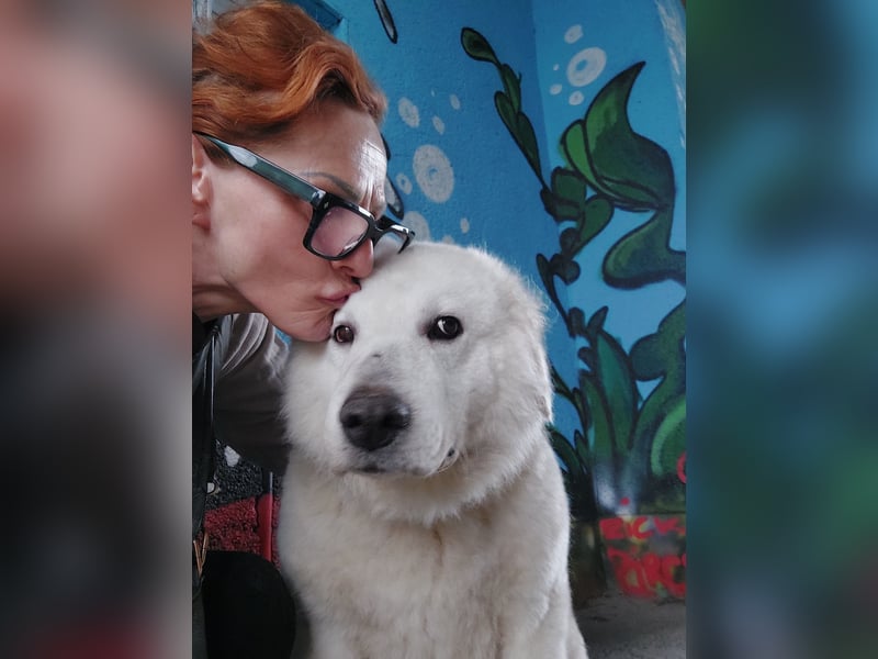 Suzy, menschenbezogener Kuvasz / Golden Retriever MIschling geb. 2022