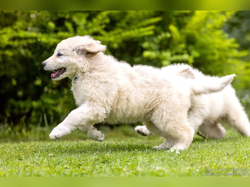 Kuvasz Welpen mit VDH Papieren