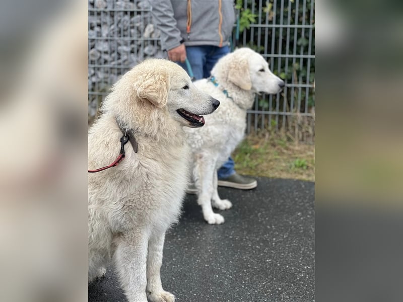 Kuvasz Welpen mit VDH Papieren