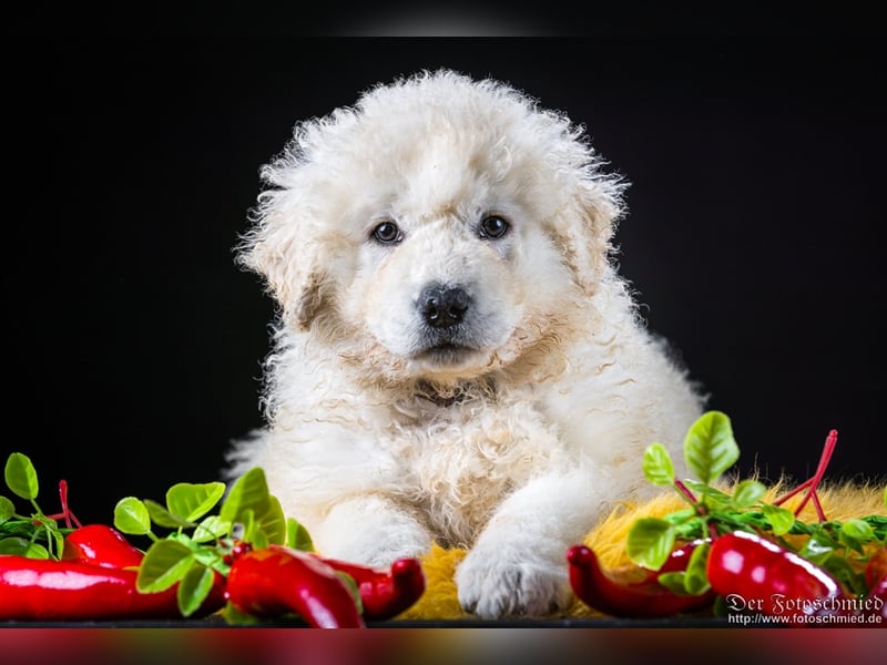 Kuvasz Welpen mit VDH Papieren