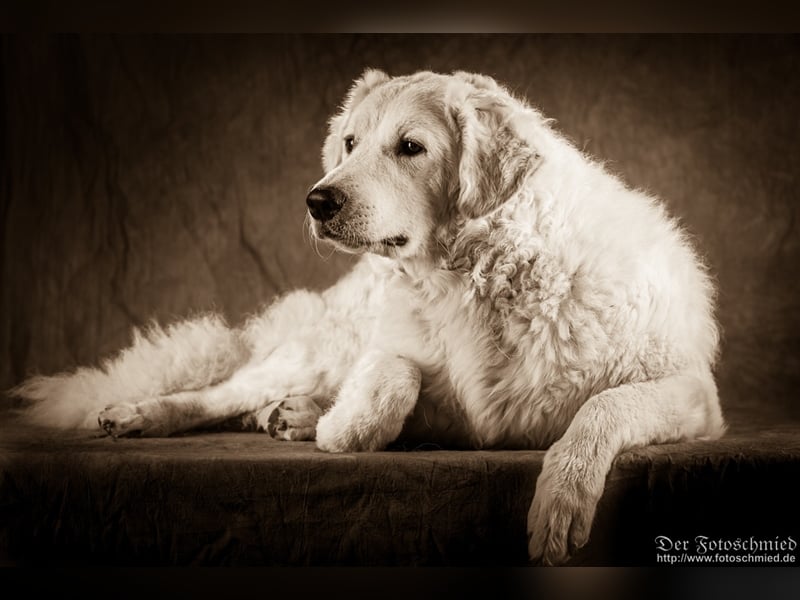 Kuvasz Welpen mit VDH Papieren