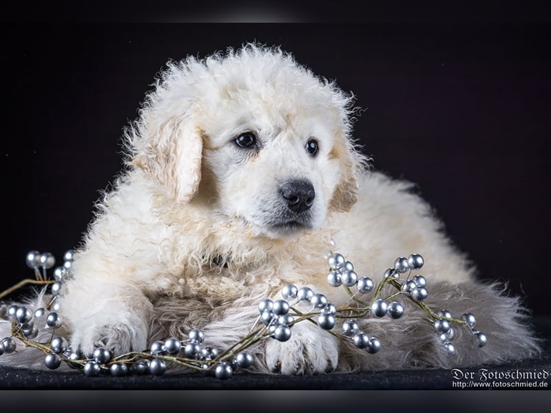 Kuvasz Welpen mit VDH Papieren