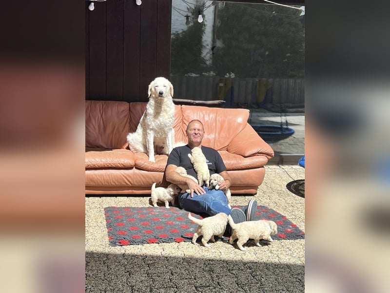 Kuvasz Welpen mit VDH Papieren