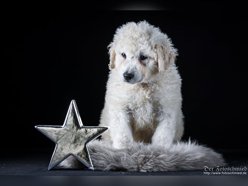 Kuvasz Welpen mit VDH Papieren