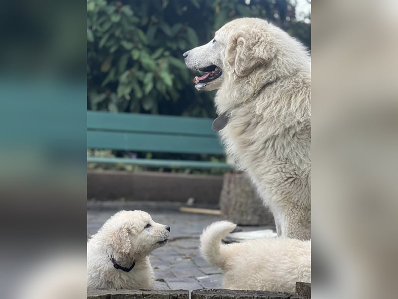 Kuvasz Welpen mit VDH Papieren