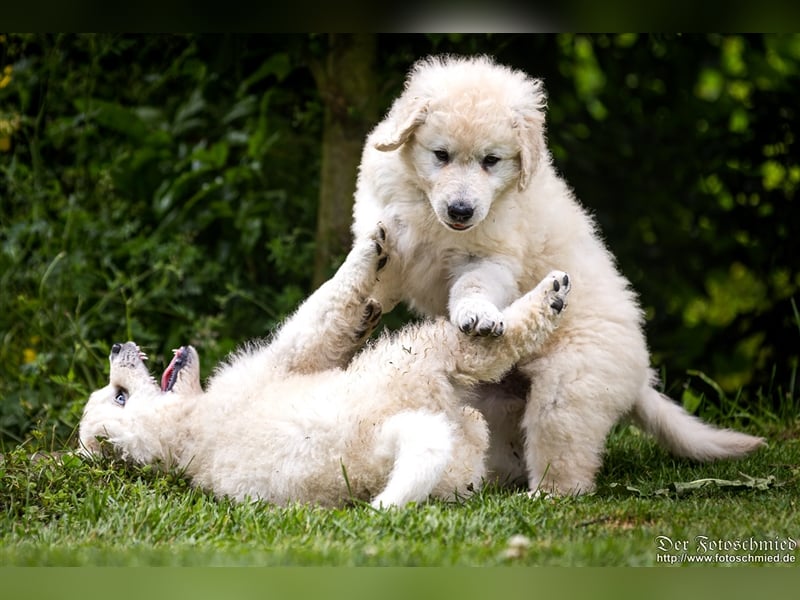 Kuvasz Welpen mit VDH Papieren