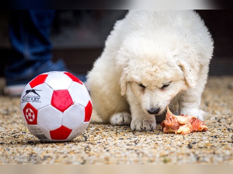 Kuvasz Welpen mit VDH Papieren