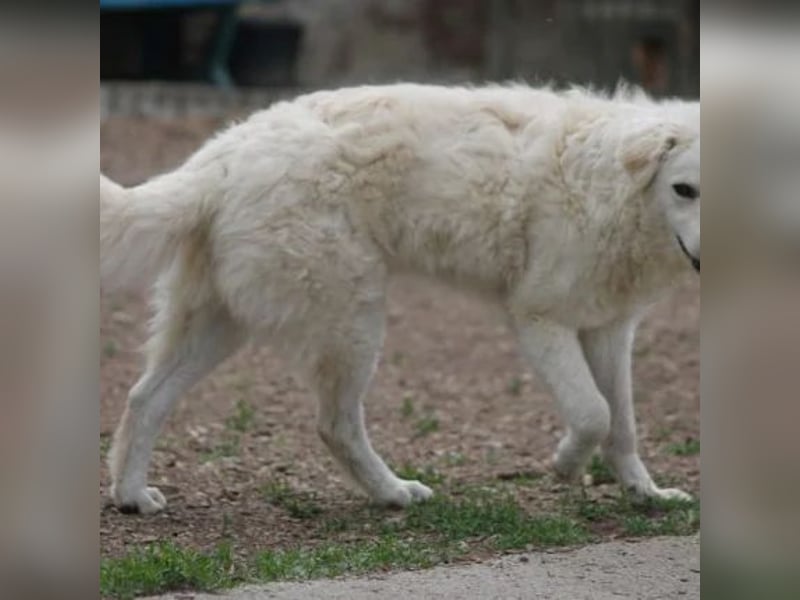 Ricotta
