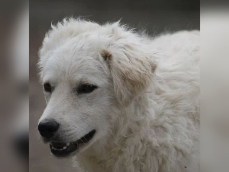Ricotta