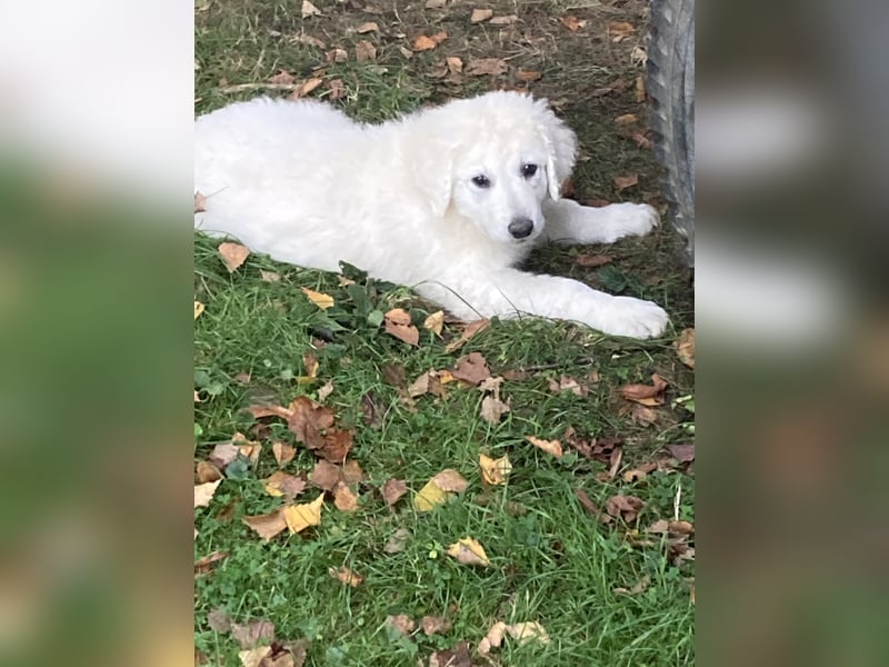 Kuvasz Wurfankündigung 20258