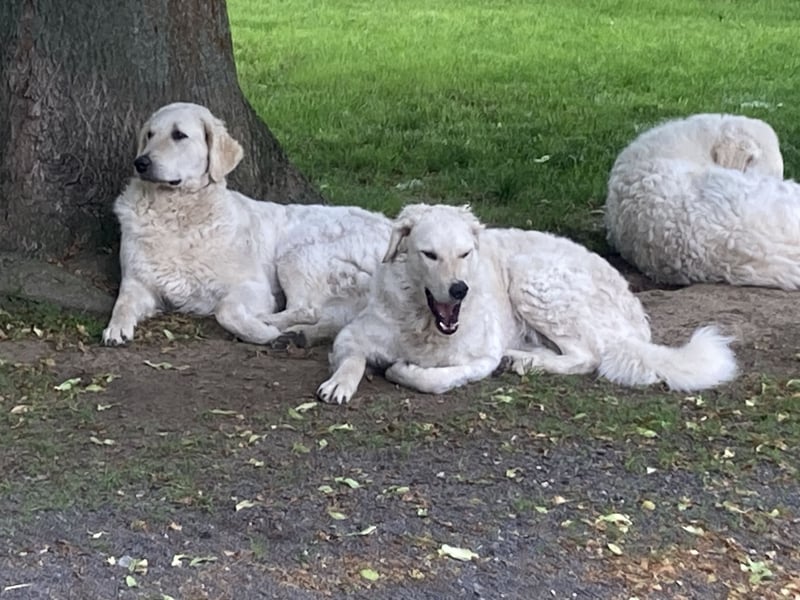 Kuvasz Wurfankündigung 20258