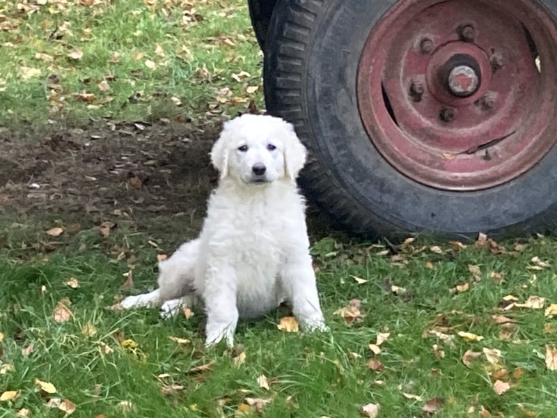 Kuvasz Wurfankündigung 20258
