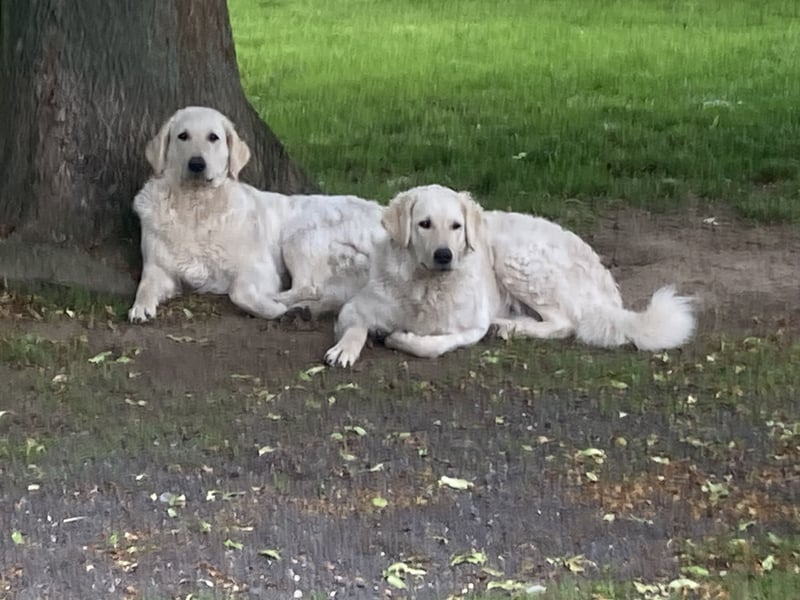 Kuvasz Wurfankündigung 20258