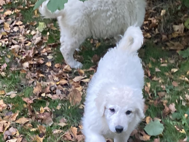 Kuvasz Wurfankündigung 20258