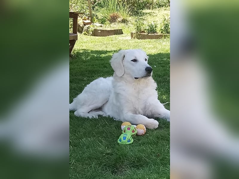 Kuvasz Wurfankündigung 20258