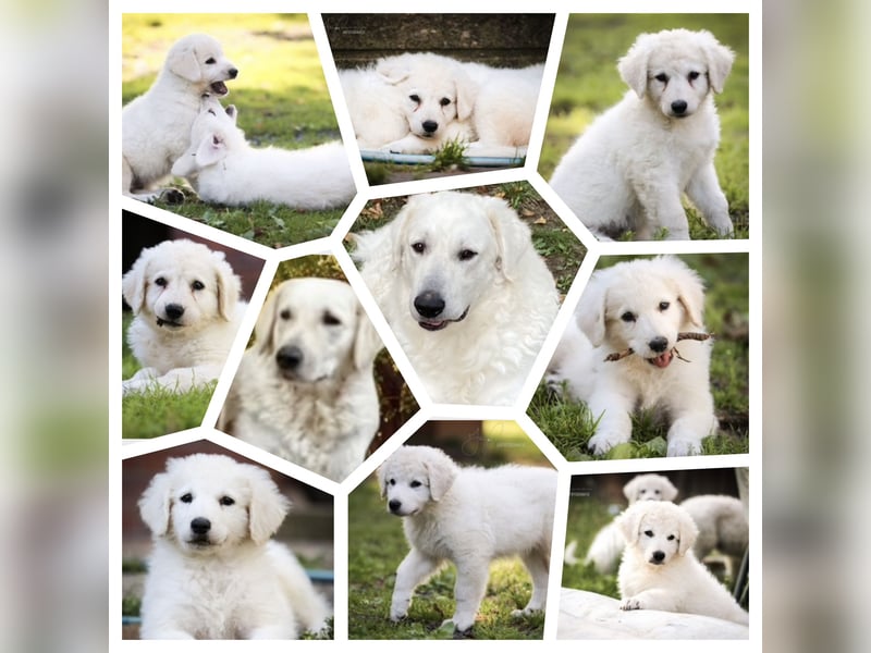 Kuvasz Wurfankündigung 20258