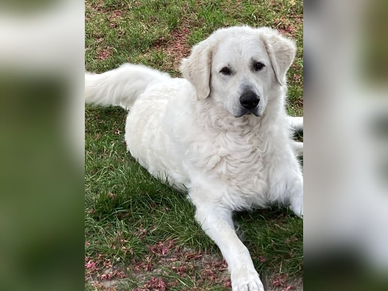 Kuvasz Wurfankündigung 20258