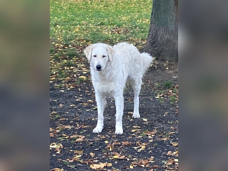 Kuvasz Wurfankündigung 20258