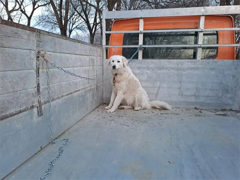 "Bianka", zurückhaltende Kuvasz-Hündin, Sie wünscht sich dass sie wieder ein Zuhause haben darf