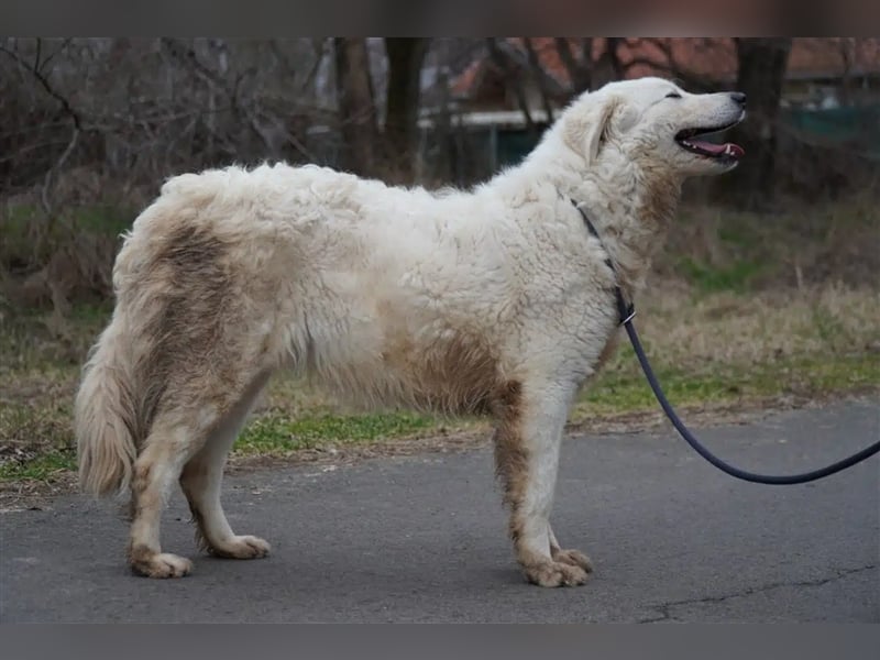 "Bianka", zurückhaltende Kuvasz-Hündin, Sie wünscht sich dass sie wieder ein Zuhause haben darf