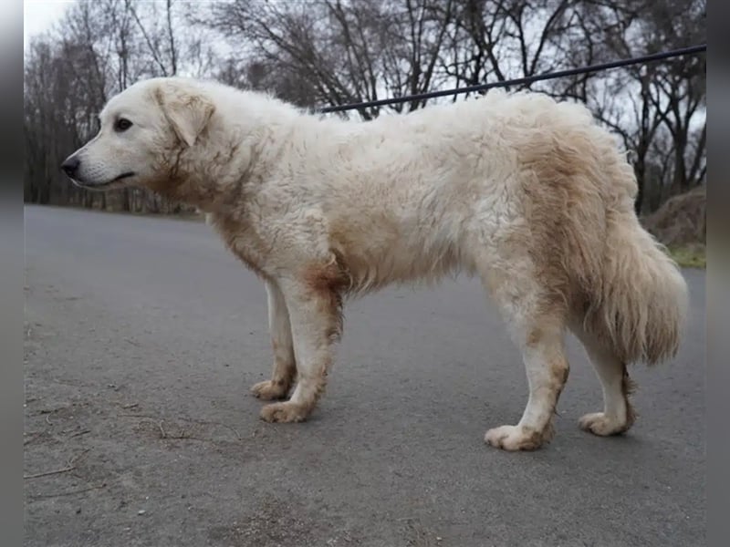 "Bianka", zurückhaltende Kuvasz-Hündin, Sie wünscht sich dass sie wieder ein Zuhause haben darf