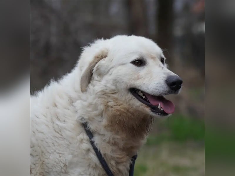 "Bianka", zurückhaltende Kuvasz-Hündin, Sie wünscht sich dass sie wieder ein Zuhause haben darf