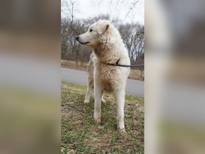 "Bianka", zurückhaltende Kuvasz-Hündin, Sie wünscht sich dass sie wieder ein Zuhause haben darf