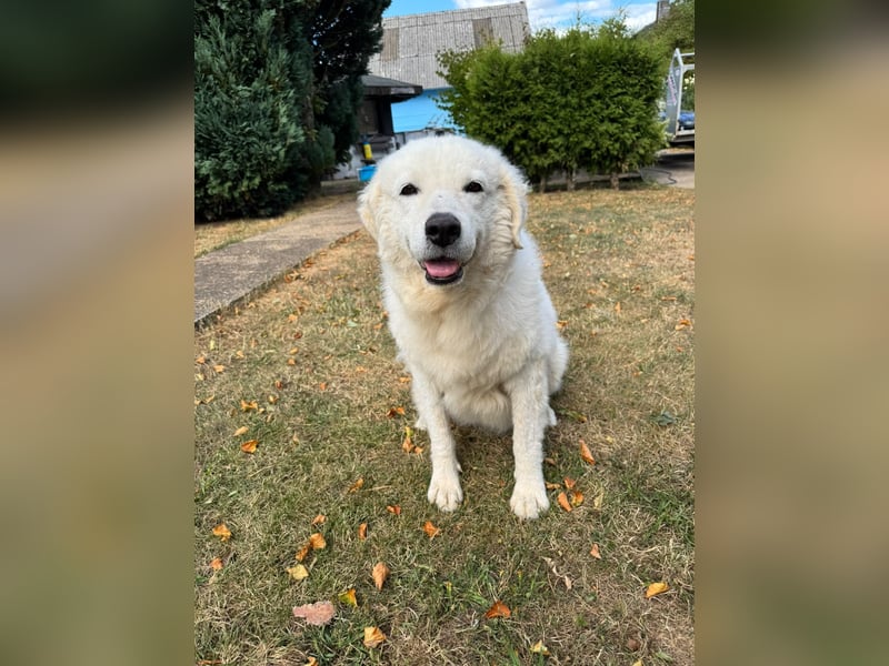 Suzy liebevolle freundliche Kuvasz Mischlingshündin