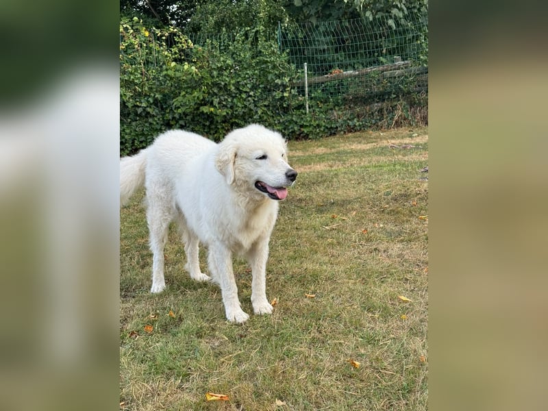 Suzy liebevolle freundliche Kuvasz Mischlingshündin