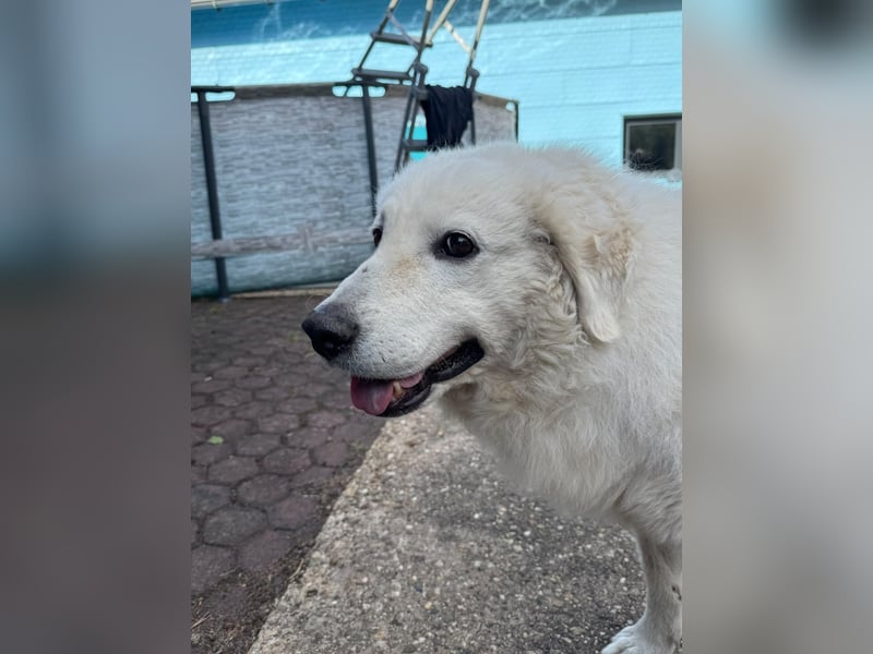 Suzy liebevolle freundliche Kuvasz Mischlingshündin