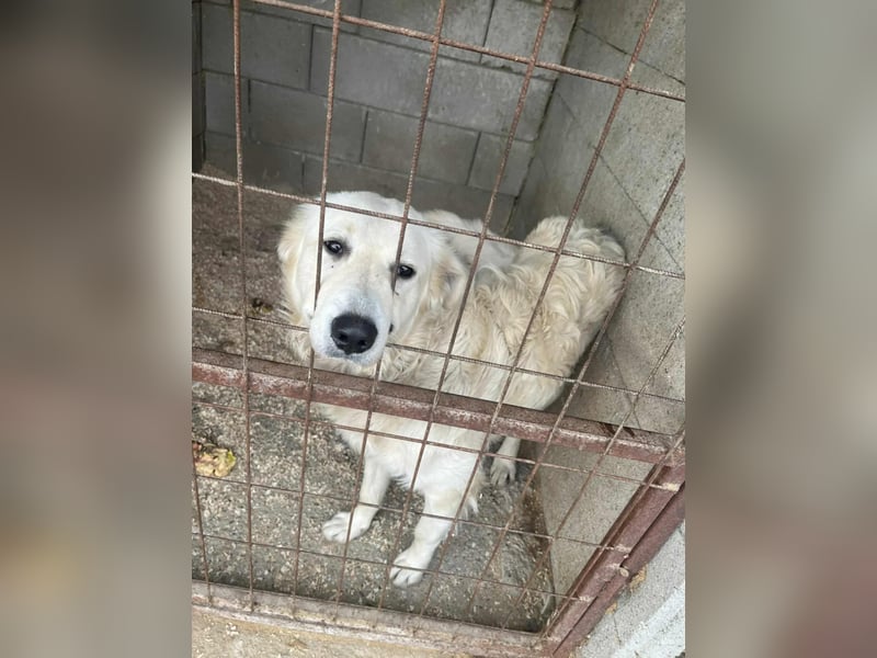 Betyár sanfter Kuvasz Retriever Mix mit freundlicher Seele