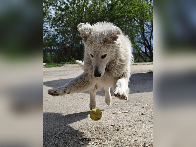Akela jung mit klugem Kopf und großem Herz geb.01.04.2025