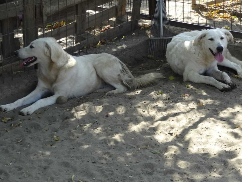 Arany liebe Kuvasz-Mischlingshündin