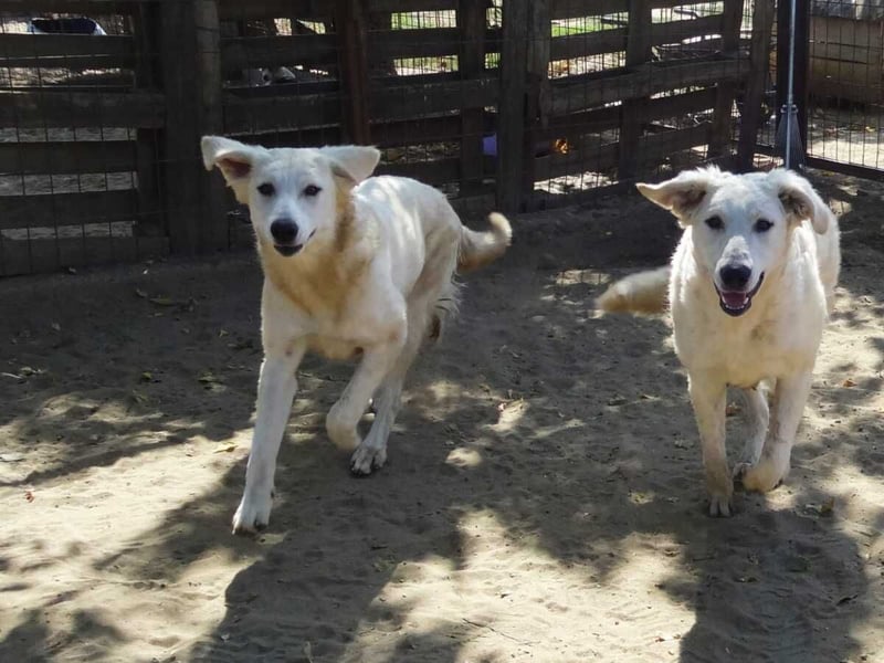 Akác freundliche Kuvasz-Mix Hündin