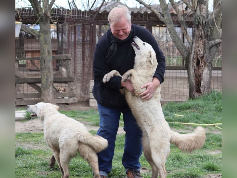 Arany liebe Kuvasz-Mischlingshündin