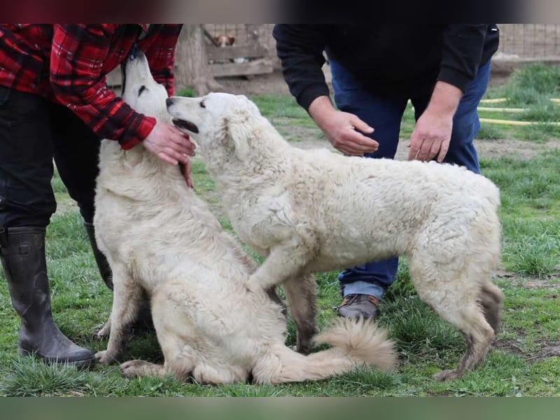 Arany liebe Kuvasz-Mischlingshündin