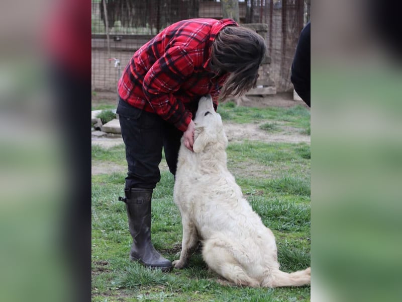 Arany liebe Kuvasz-Mischlingshündin