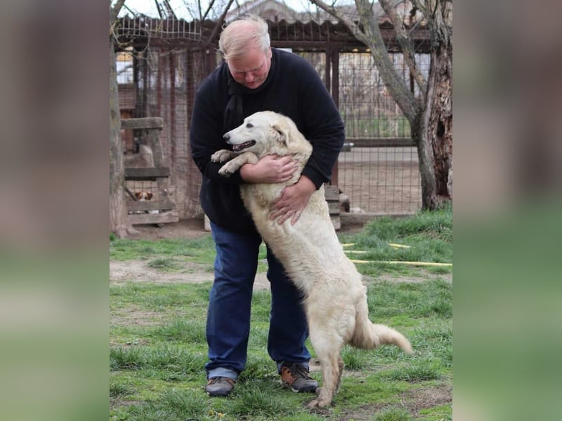 Arany liebe Kuvasz-Mischlingshündin