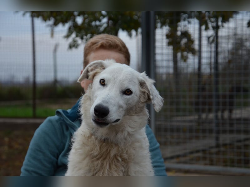 Liebe Bojka sucht ihr Zuhause