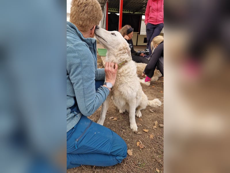 Liebe Bojka sucht ihr Zuhause