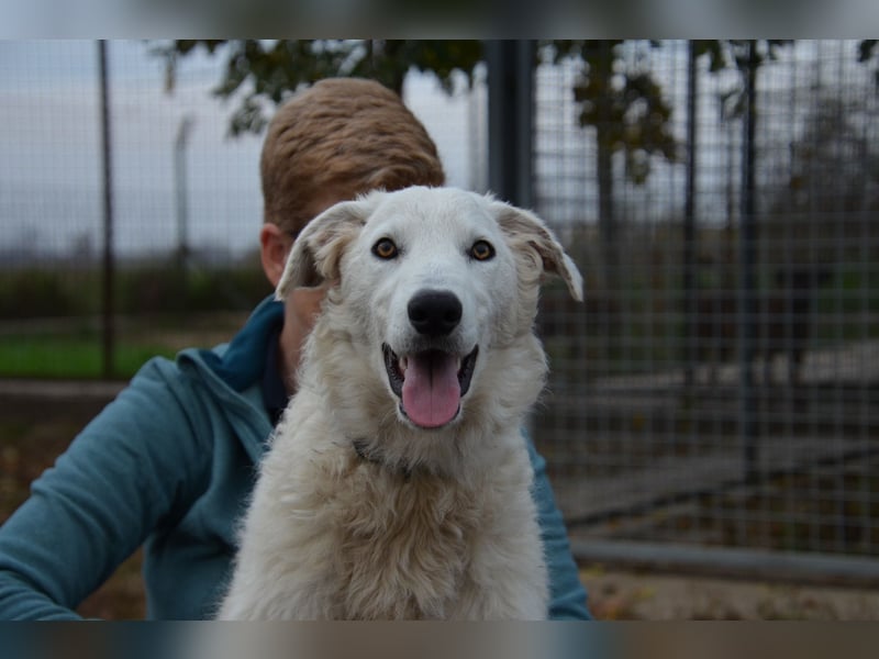 Liebe Bojka sucht ihr Zuhause