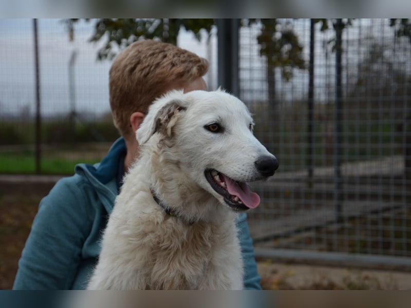 Liebe Bojka sucht ihr Zuhause