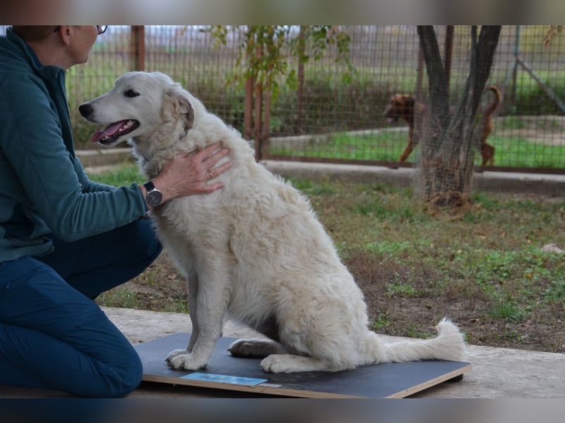 Liebe Bojka sucht ihr Zuhause